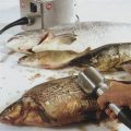 دستگاه پولک گیر و فلس گیر ماهی