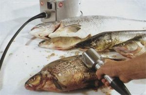 فلس گیر ماهی, فلس گیر ماهی, کارگاه مهندسی تکنیکوم